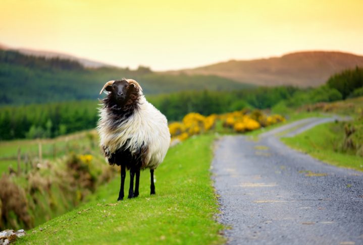 Sheep marked with colorful dye grazing in green pastures. Adult sheep and baby lambs feeding in lush green meadows of Ireland.